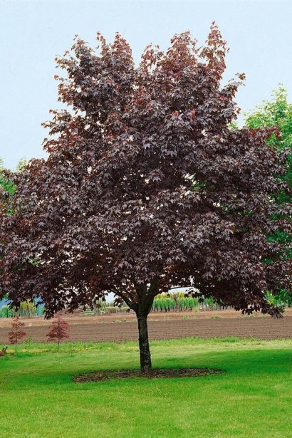 Клен гостролистий Крімсон Сентрі | Acer platanoides Crimson Sentry| Клён остролистный Кримсон Сентри 